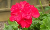 DSCN3530.jpg